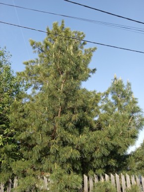 ул. Полынная,29 в Королеве - korolev.yutvil.ru - фото 18 ул. Полынная,29 в Королеве - korolev.yutvil.ru - фото 18